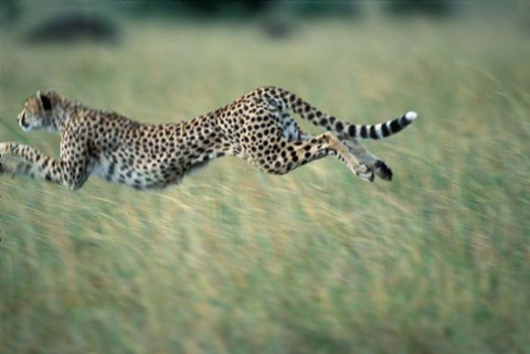 Framed Cheetah Running After Prey, Masai Mara Game Reserve, Kenya Print
