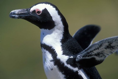 Framed African Penguin at Boulders Beach, Table Mountain National Park, South Africa Print