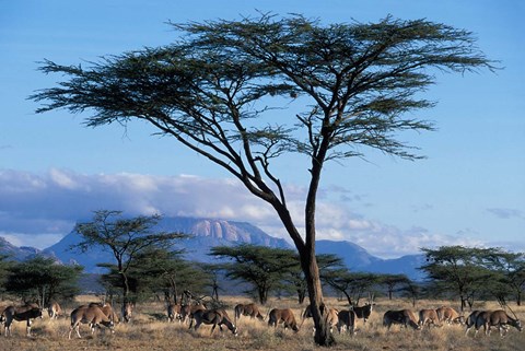 Framed Herd of Gemsbok Feeding, Buffalo Springs Game Reserve, Kenya Print