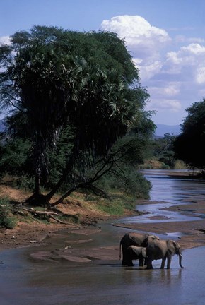 Framed Elephant Herd Along Uaso Nyiro River, Samburu National Reserve, Kenya Print