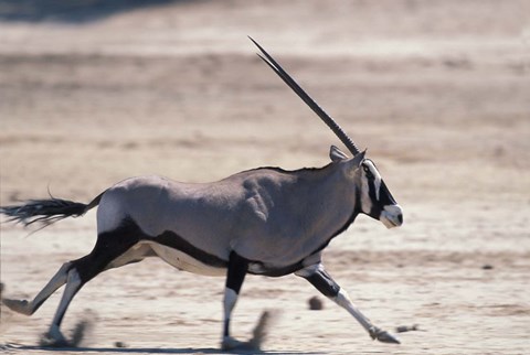 Framed Gemsbok Runs Along Dry Salt Pan, Etosha National Park, Namibia Print