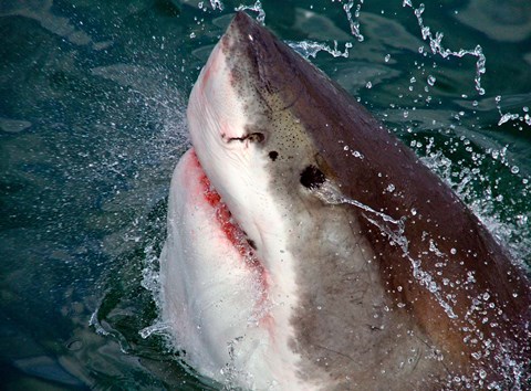 Framed Great White Shark breaks the surface of the water in Capetown, False Bay, South Africa Print