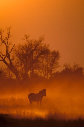 Framed Burchell&#39;s Zebra at Sunset, Okavango Delta, Botswana Print