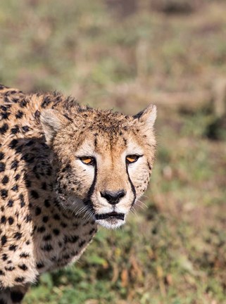 Framed Africa, Tanzania, Serengeti. Print