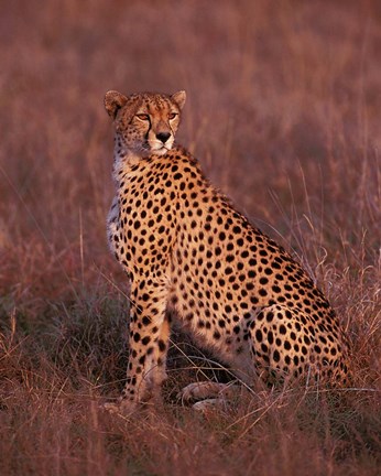 Framed Cheetah sitting, Masai Mara, Kenya Print