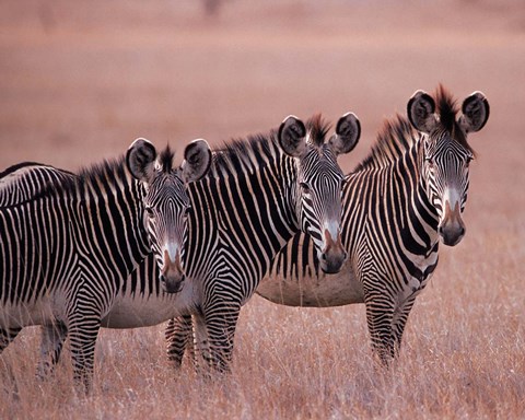 Framed Grevy&#39;s Zebra, Masai Mara, Kenya Print
