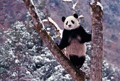 Framed Giant Panda Standing on Tree, Wolong, Sichuan, China Print