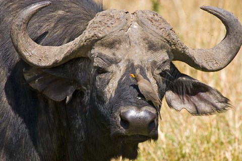 Framed Cape Buffalo with a Yellow-Billed Oxpecker, Kenya Print