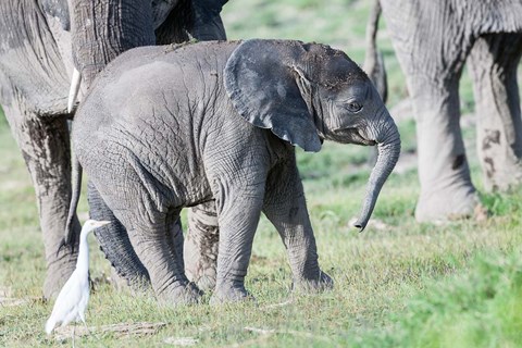Framed African bush elephant calf in Amboseli National Park, Kenya Print