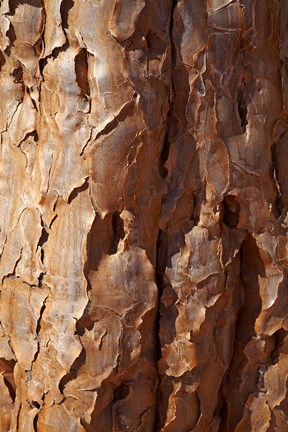 Framed Bark on trunk of Quiver Tree, near Fish River Canyon, Namibia Print
