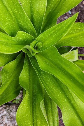 Framed Close-up shot of dewdrops plant, Ibo Island, Morocco Print