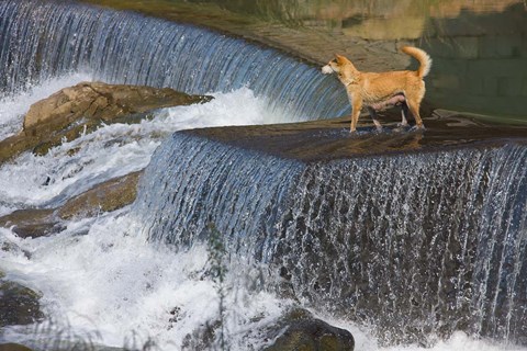 Framed Dog on the waterfall, Pingnan, Fujian, China Print