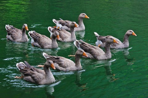 Framed Ducks on the lake, Zhejiang Province, China Print