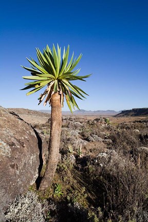 Framed Giant Loebelia, Bale Mountains, Ethiopia Print