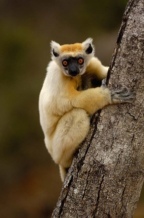 Framed Golden-crowned sifaka, Daraina, MADAGASCAR Print