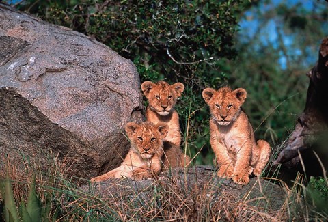Framed Den of Lion Cubs, Serengeti, Tanzania Print