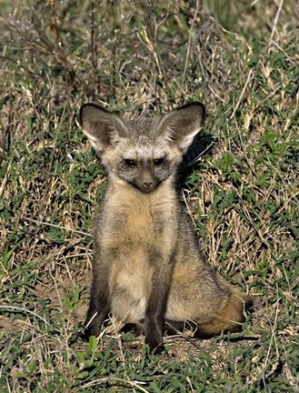 Framed Bat-Eared Fox, Tanzania Print