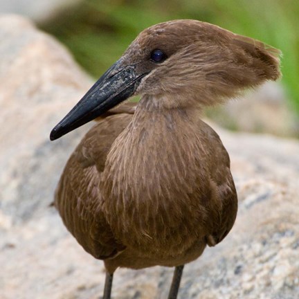 Framed Africa. Tanzania. Hamerkop at Tarangire NP Print