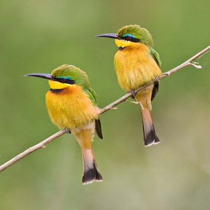 Framed Africa. Tanzania. Little Bee Eaters at Manyara NP Print