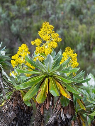 Framed Giant Groundsel in the Mount Kenya National Park, Kenya Print
