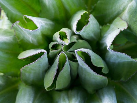 Framed Close up of Giant Groundsel, Kenya Print