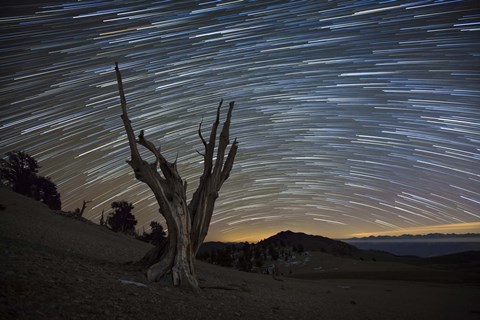 Framed dead bristlecone pine tree against a backdrop of star trails Print
