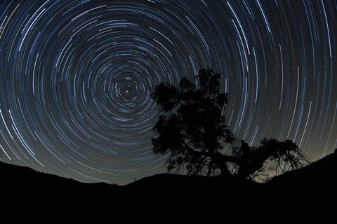 Framed lone oak tree silhouetted against a backdrop of star trails Print
