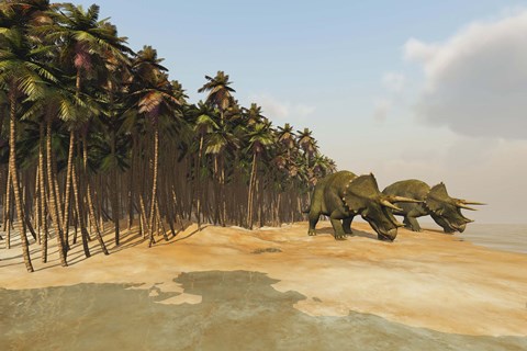 Framed Two Triceratops come down to a lake to drink some water Print