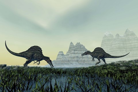 Framed Spinosaurus dinosaurs drink from a marsh area in prehistoric times Print