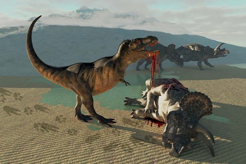Framed Tyrannosaurus Rex eats the flesh of a dead Triceratops Print