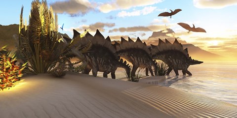Framed Stegosaurus dinosaurs graze among the vegetation by a lake in the Jurassic Period Print