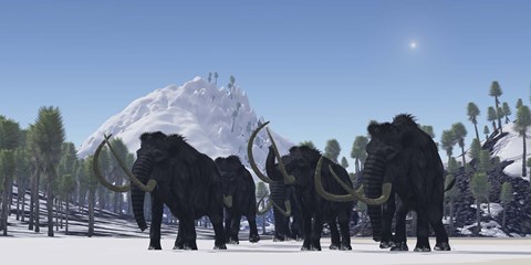 Framed herd of Woolly Mammoths migrate to a warmer climate in the Pleistocene Age Print