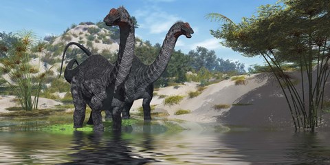 Framed Two Apatosaurus dinosaur wade through a lush pond Print