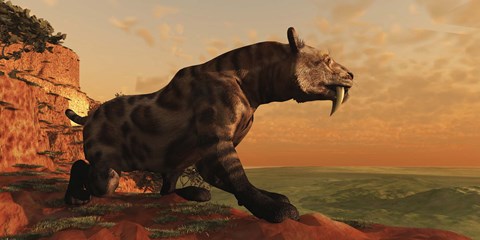 Framed prehistoric Smilodon Cat is on the prowl for his next prey Print