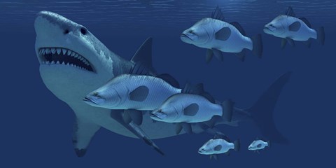 Framed school of fish encounter a monstrous Megalodon shark Print