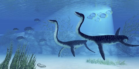 Framed Plesiosaurus dinosaurs swimming the Jurassic seas Print