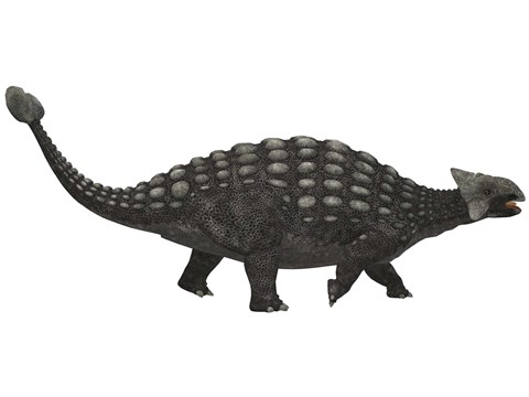 Framed Ankylosaurus, an armored dinosaur from the Cretaceous Period Print