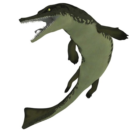 Framed Metriorhynchus, an extinct genus of crocodyliform from the Jurassic Period Print