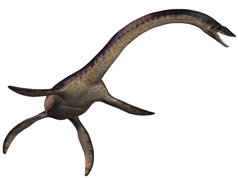 Framed Plesiosaurus, large marine predatory reptile from the Jurassic Era Print