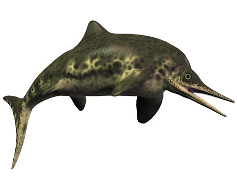 Framed Stenopterygius was an ichthyosaur from the Jurassic Period Print