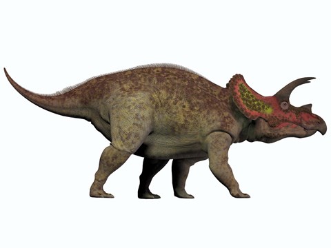 Framed Triceratops, a herbivorous dinosaur from the Cretaceous Period Print