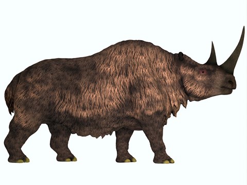 Framed Woolly Rhinoceros, an extinct mammal from the Pleistocene Period Print