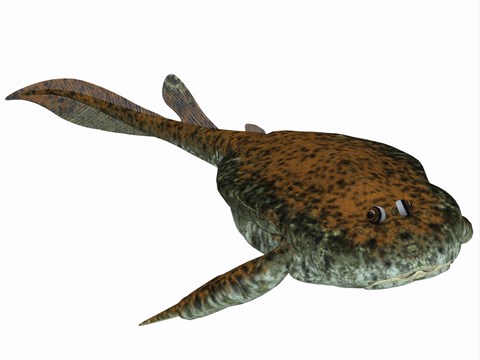 Framed Bothriolepis, a freshwater detritivore from the Devonian Period Print