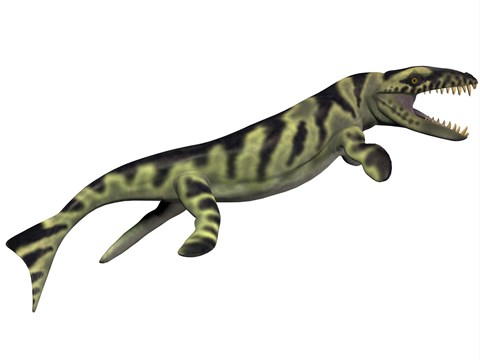 Framed Dakosaurus, white background Print