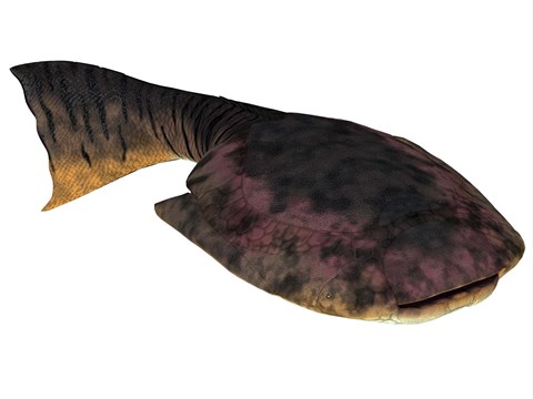 Framed Drepanaspis is an extinct species of primitive jawless fish Print