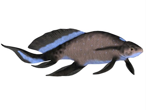 Framed Scaumenacia is an extinct genus of lobe-finned fish Print