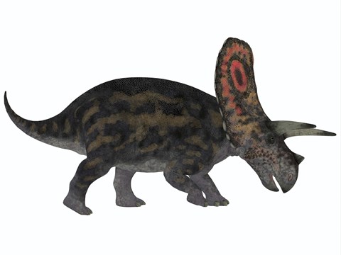 Framed Torosaurus, a herbivorous dinosaur from the Late Cretaceous Print