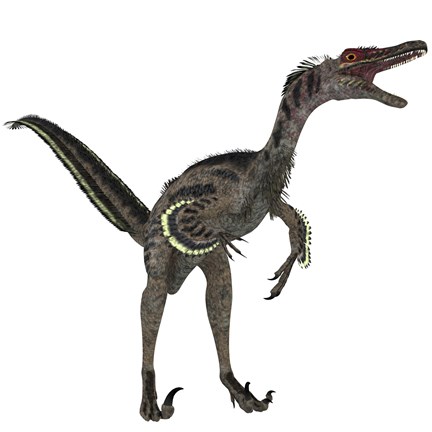 Framed Velociraptor, a theropod dinosaur from the late Cretaceous Period Print
