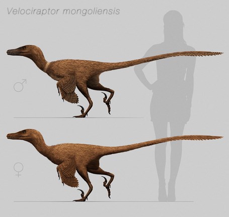 Framed Size comparison of Velociraptor mongoliensis to a human Print