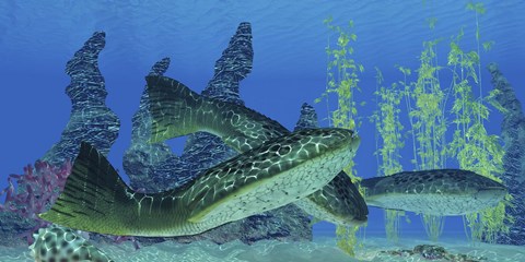 Framed Drepanaspis gemuendenensis, an extinct primitive jawless fish from the Devonian Period Print